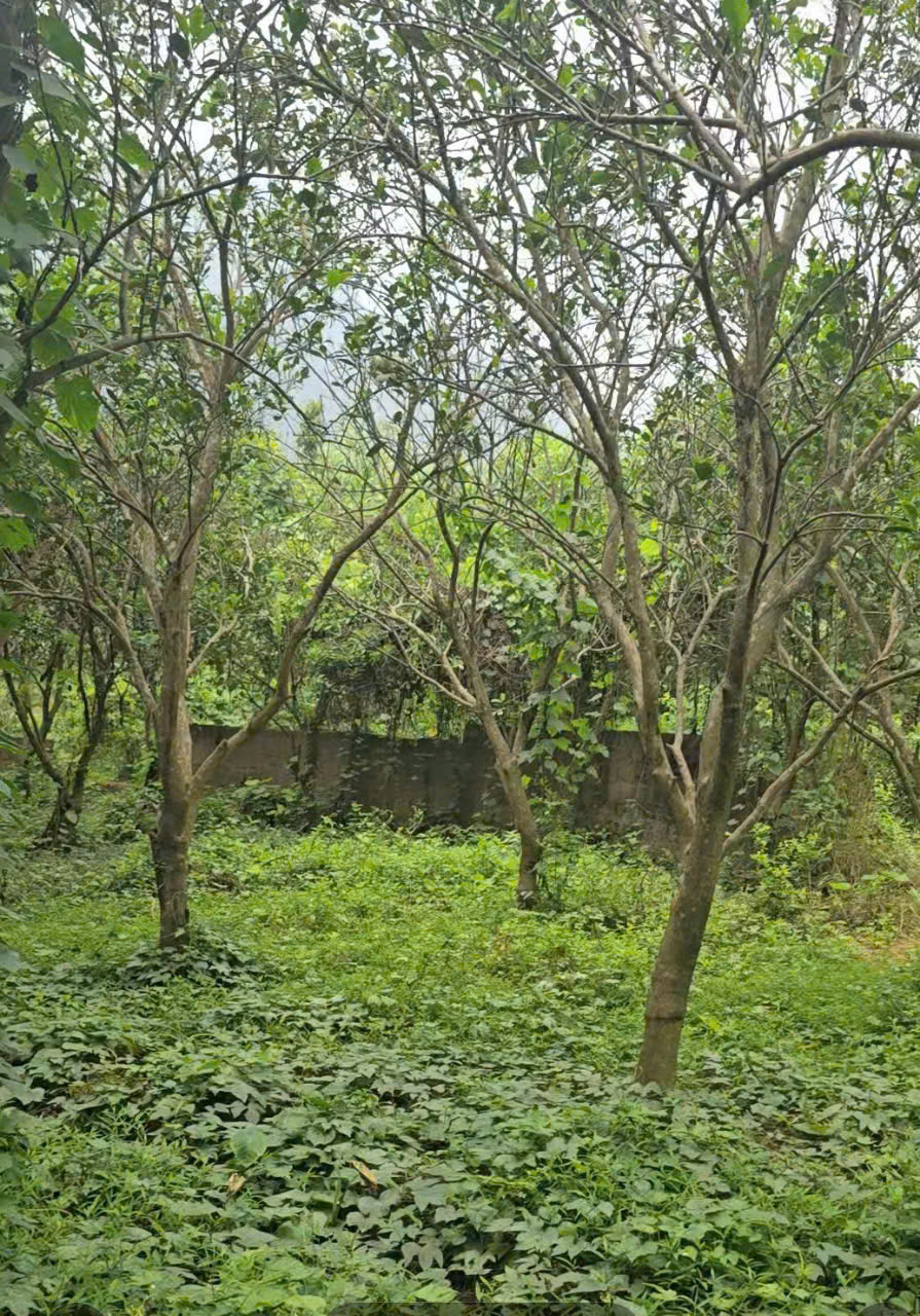 Bán 1500M_400M đất ở lô góc bám 2 mặt đường_có ao thả cá_Lạc Thuỷ Hoà Bình_2,x tỷ - Ảnh 3